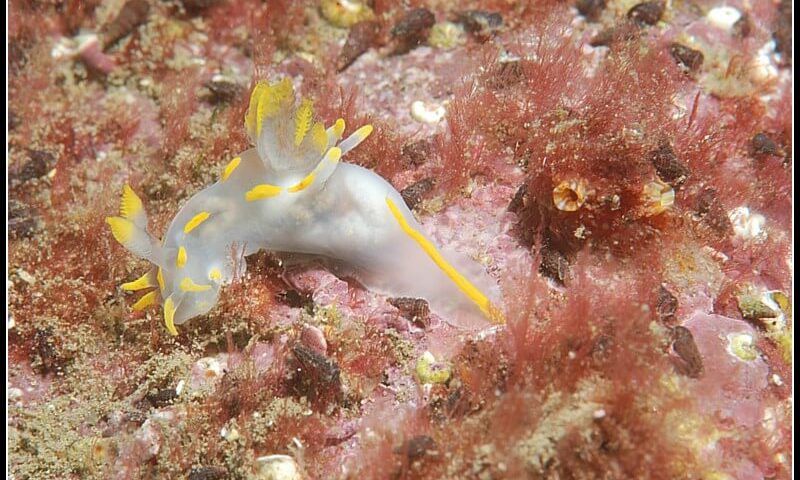 Nudibranquio de la Bahia-1