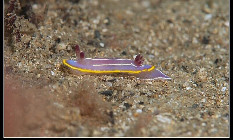 Nudibranquio de la Bahia-10