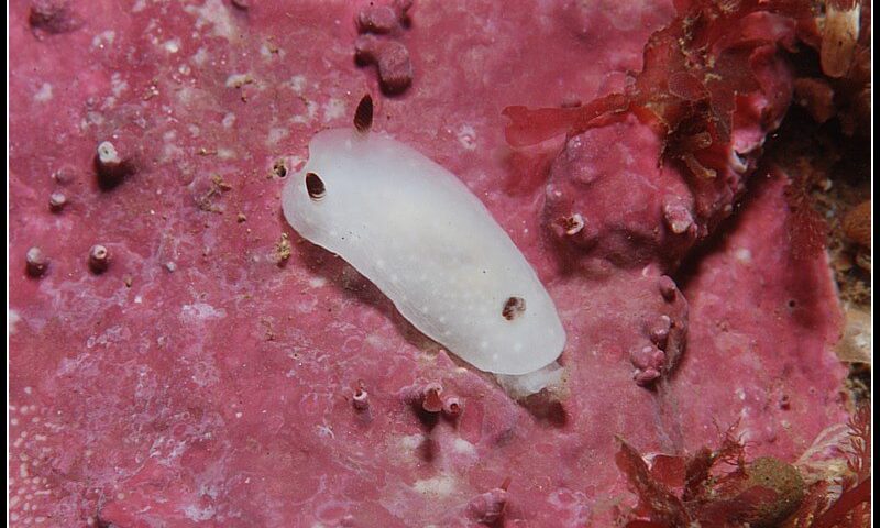 Nudibranquio de la Bahia-2