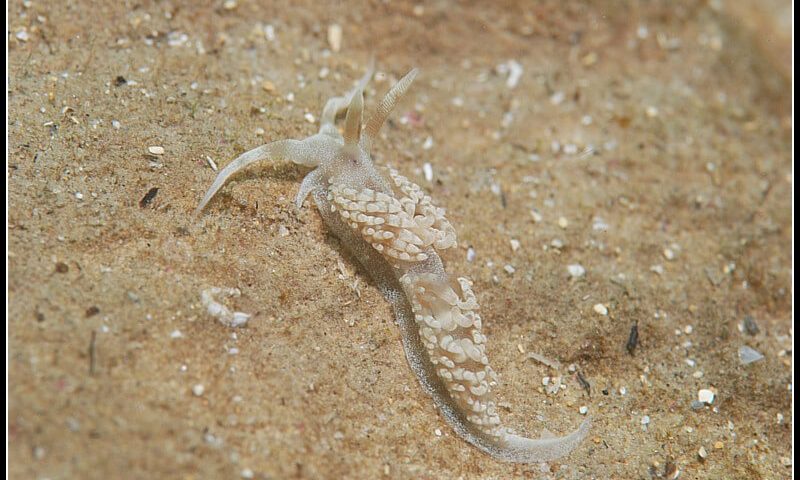 Nudibranquio de la Bahia.-11